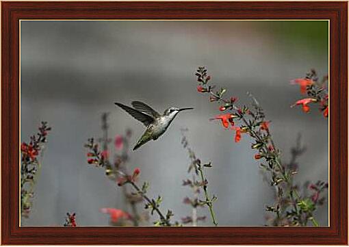 Картина - Колибри