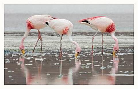 Картина - Розовые фламинго
