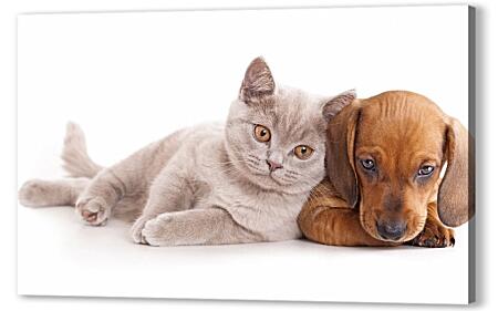 Картина маслом - Кошка и собака
