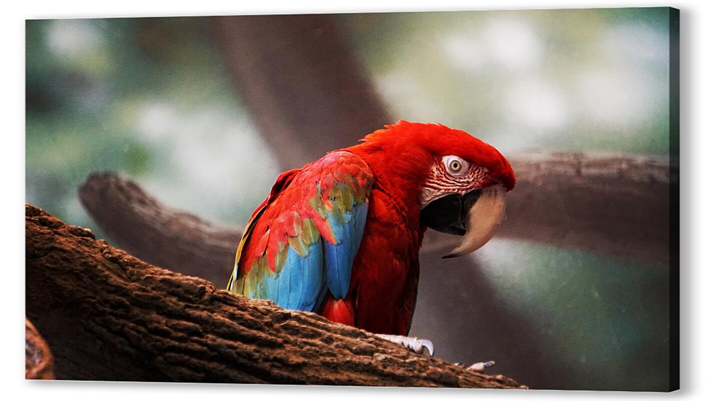 Постер (плакат) Красные попугаи артикул 01-067