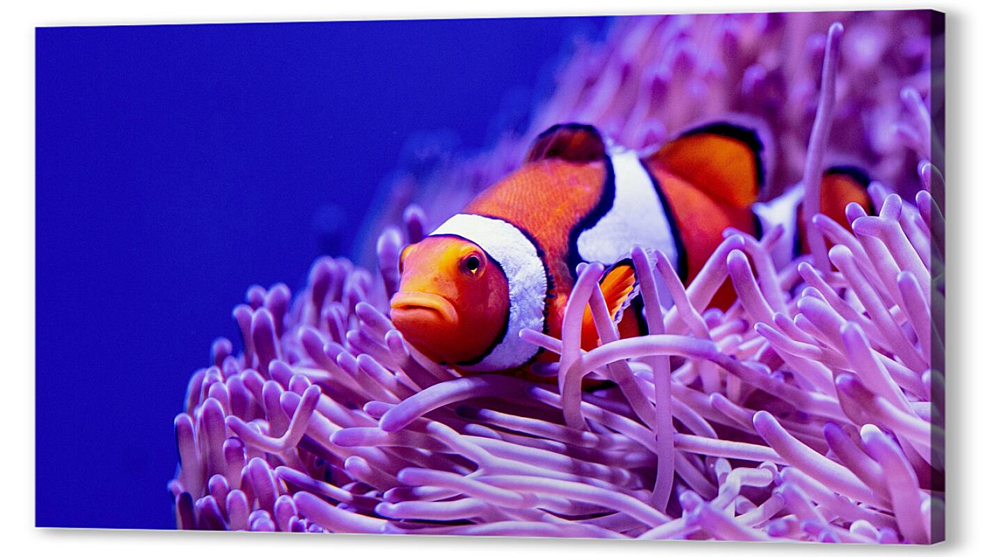 Постер (плакат) Коралловый риф и рыба клоун артикул 01-447