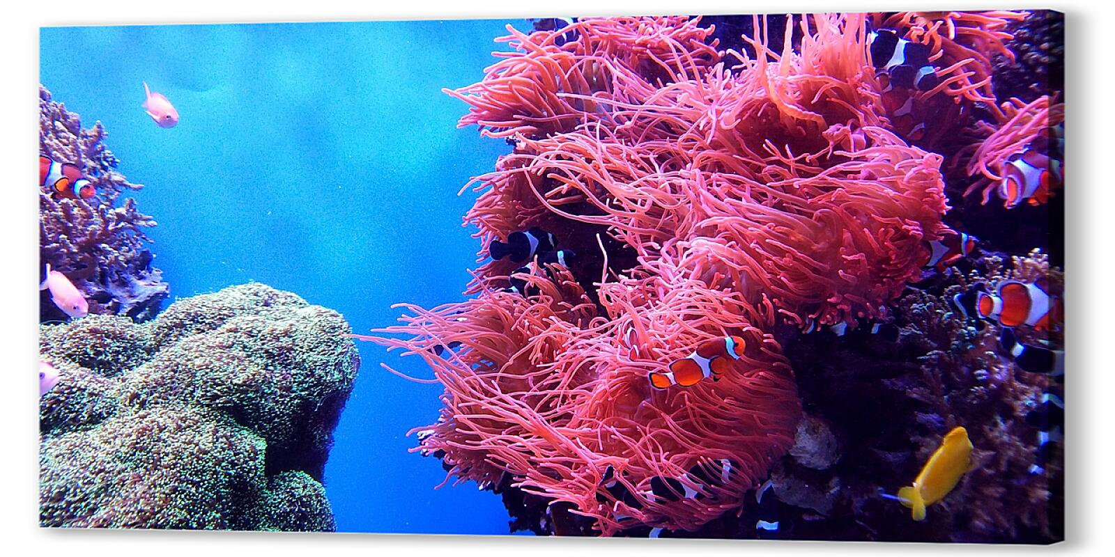 Постер (плакат) Коралловый риф артикул 01-448