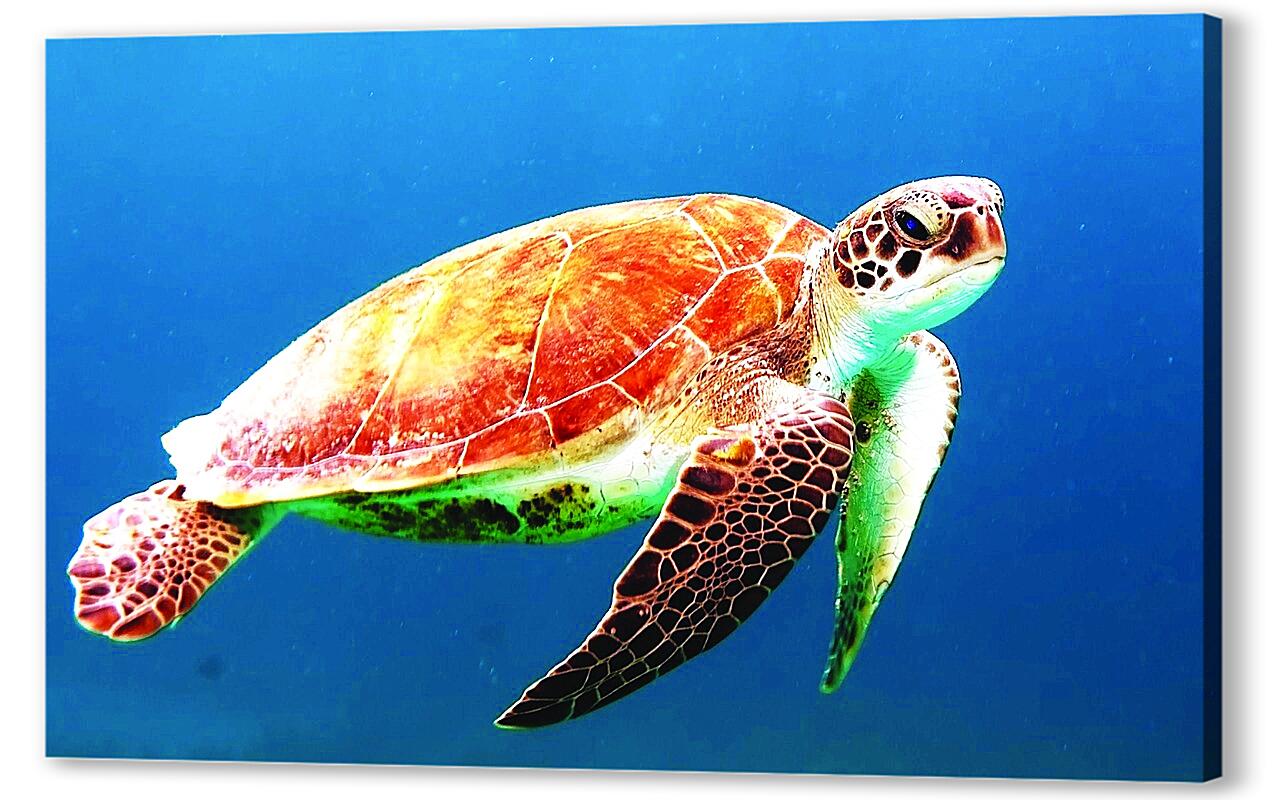 Постер (плакат) Морская черепаха артикул 01-453