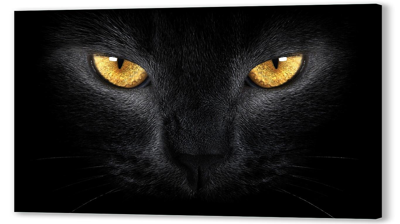 Постер (плакат) Взгляд черного кота артикул 0179