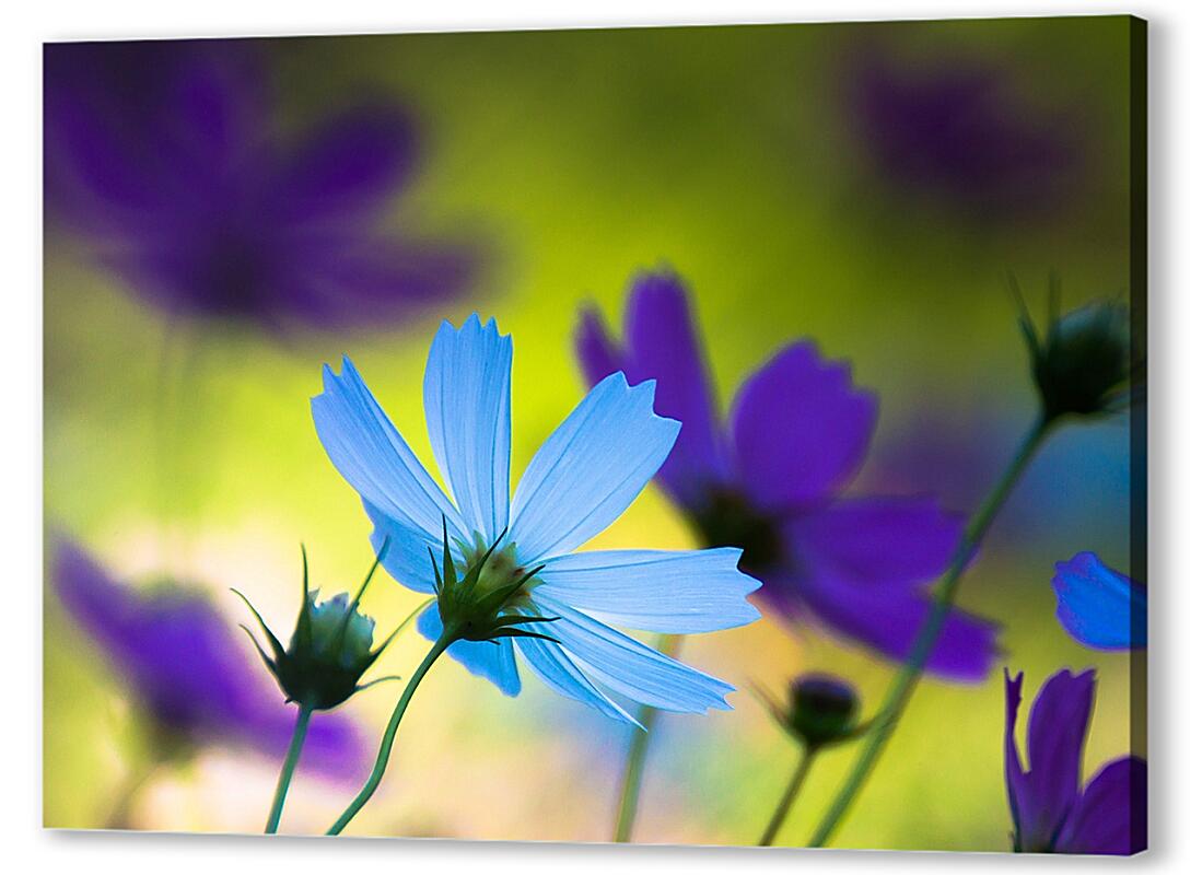 Постер (плакат) Голубые и фиолетовые цветы космеи артикул 03244