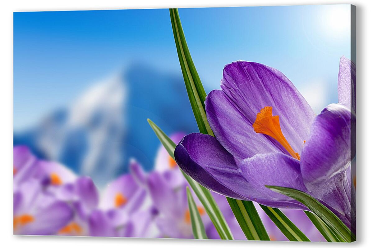 Постер Крокусы на лугу артикул 03248