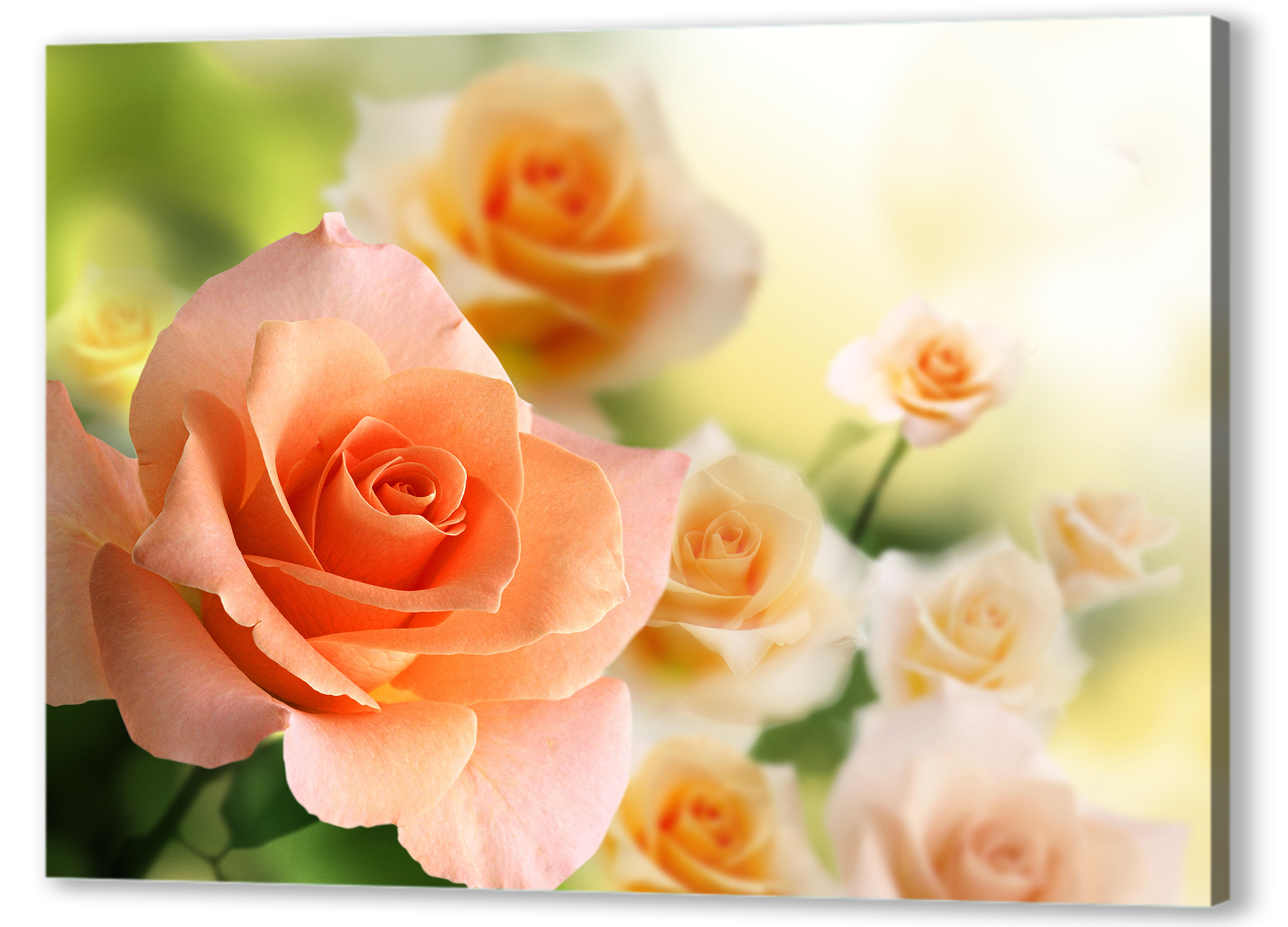 Постер (плакат) Нежно-оранжевые розы 
 артикул 03347