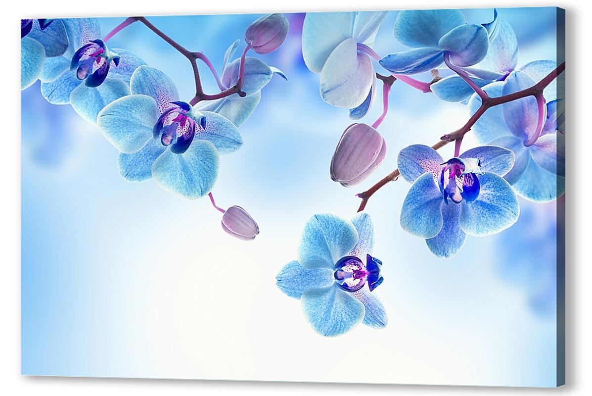 Постер (плакат) Голубые орхидеи артикул 03408