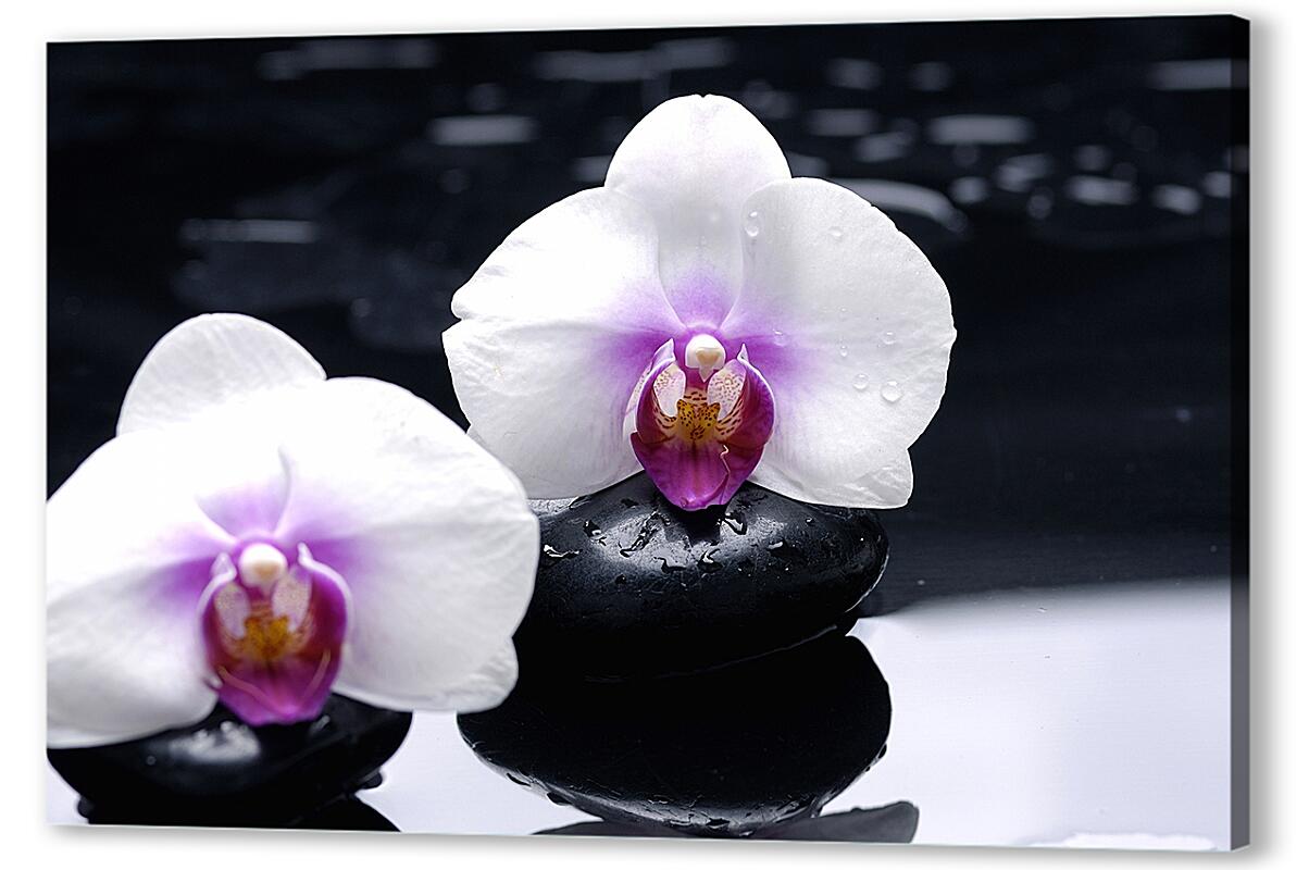 Постер (плакат) Белые орхидеи на камнях артикул 03416