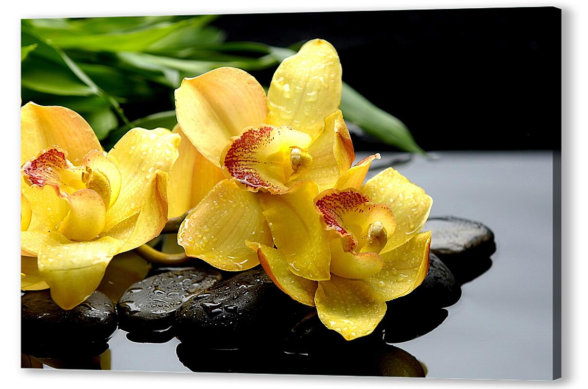 Постер (плакат) Желтые орхидеи на камнях артикул 03417