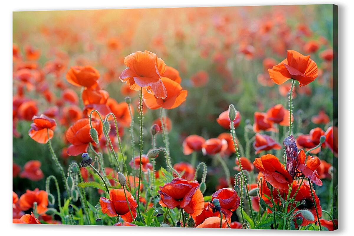 Мак цветок розовый. 16 про мак цвета. Маки кодзуэ. 16 про мак цвета. 16 про мак цвета.