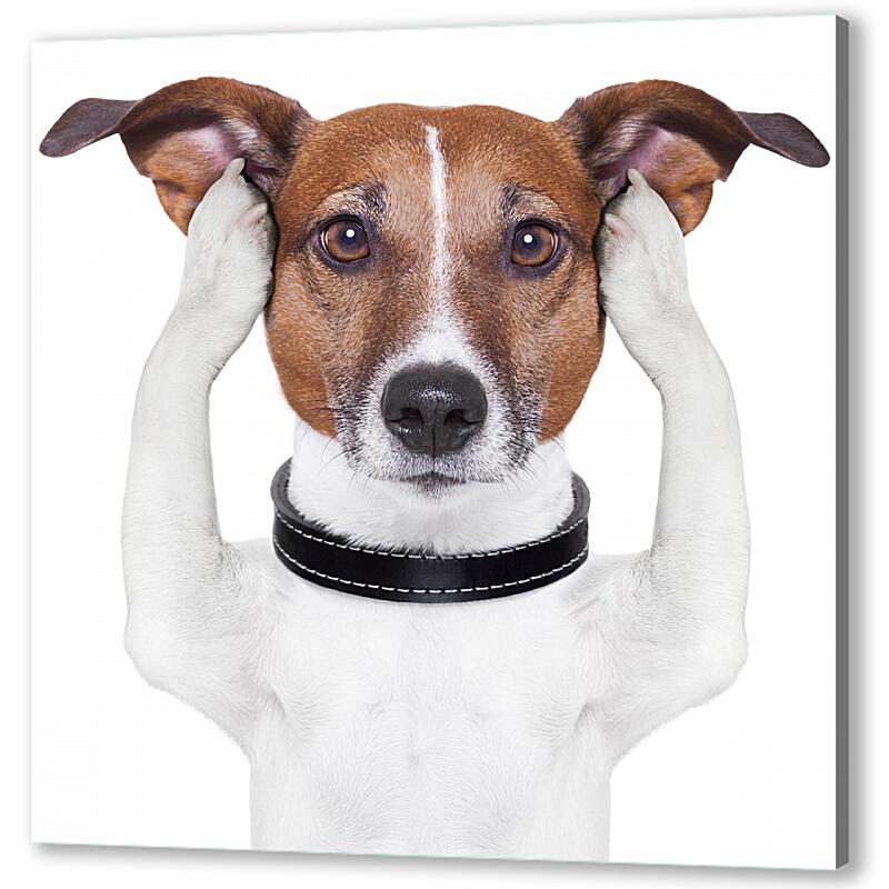 Постер (плакат) Собака закрывает уши артикул 05565