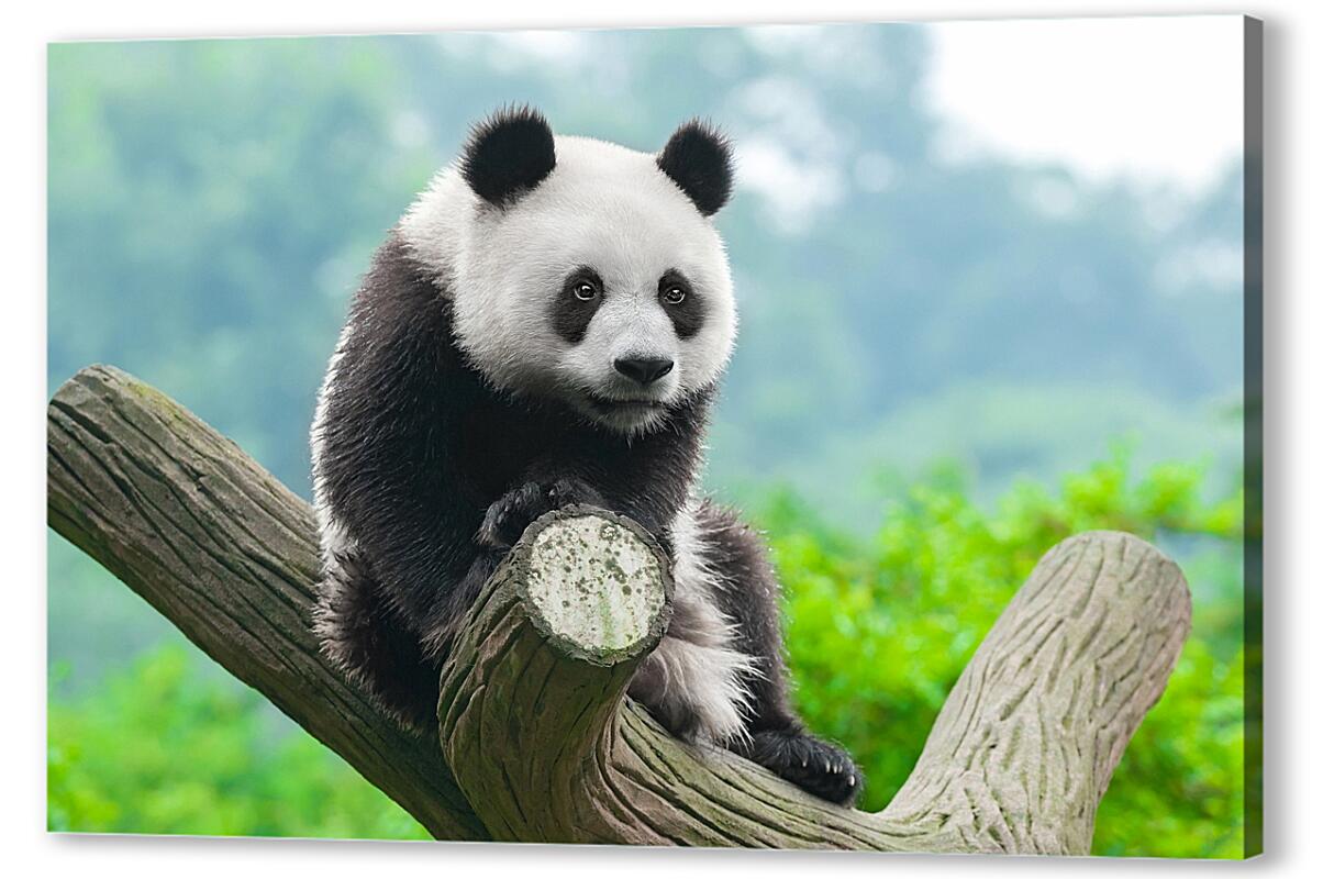 Постер (плакат) Панда на дереве артикул 05573