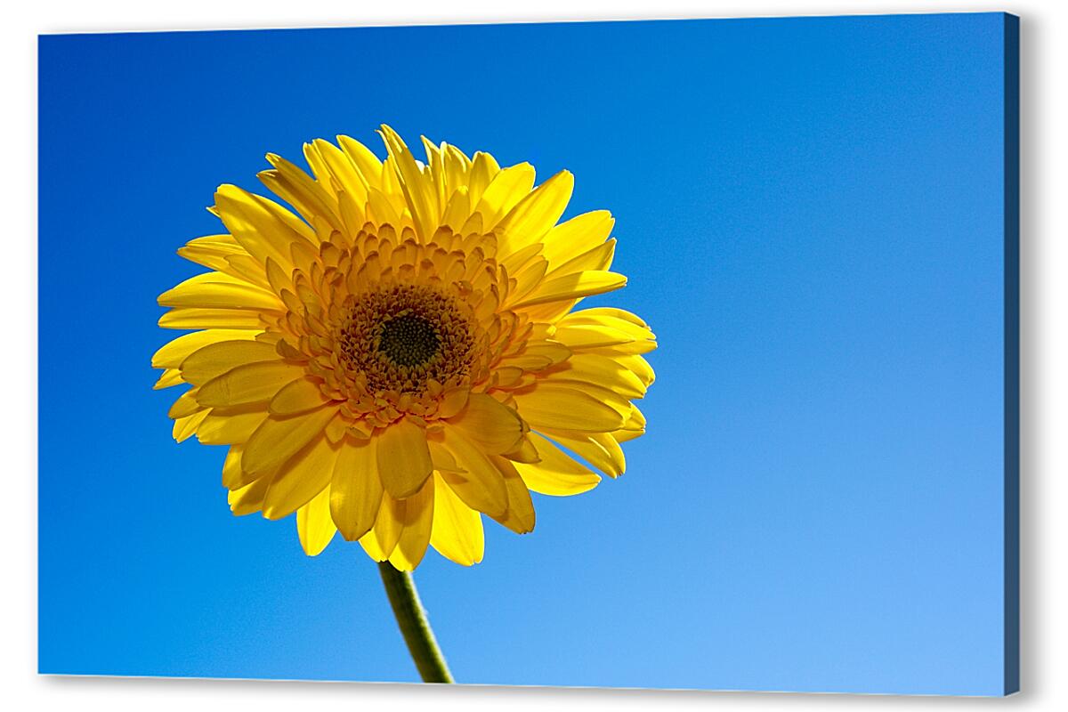 Постер (плакат) Солнечный цветок артикул 05616
