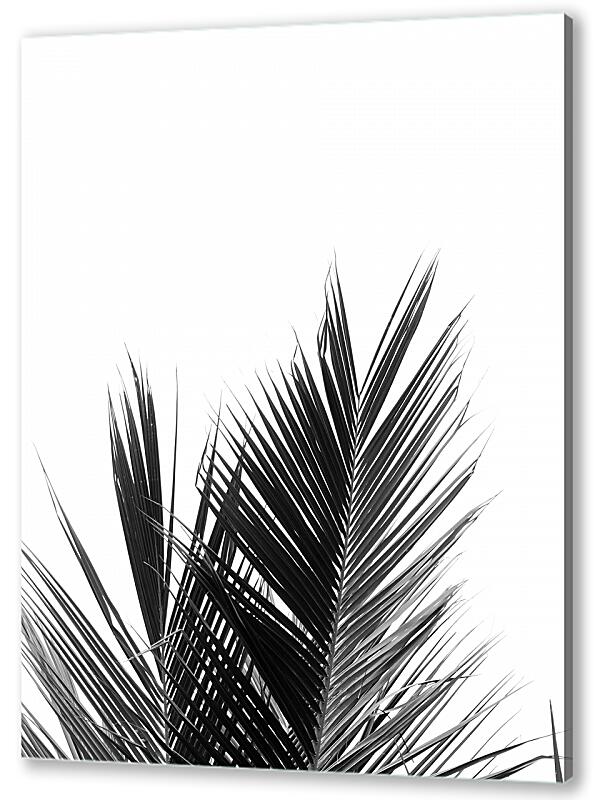 Постер (плакат) Пальмовые ветки артикул 05624