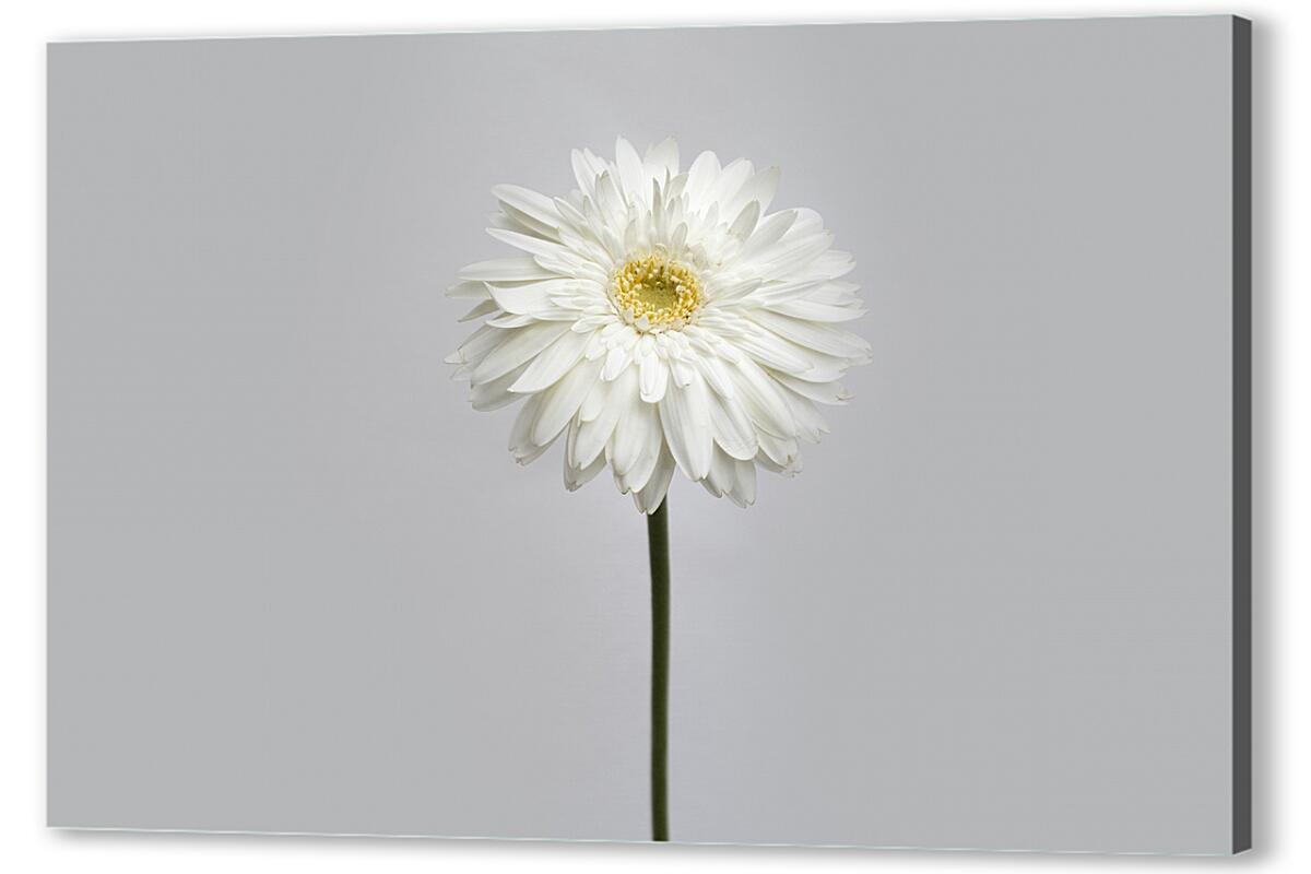 Постер (плакат) Белый цветок артикул 05630