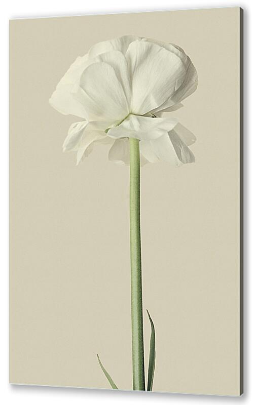 Постер (плакат) Белый цветок №2 артикул 07197-2