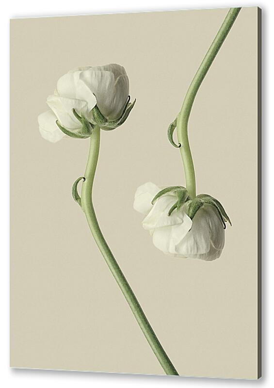 Постер (плакат) Белый цветок №3 артикул 07197-3