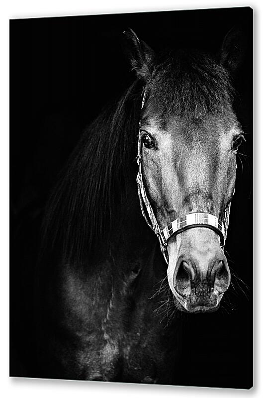 Постер (плакат) Чёрно-белая лошадь артикул 07480