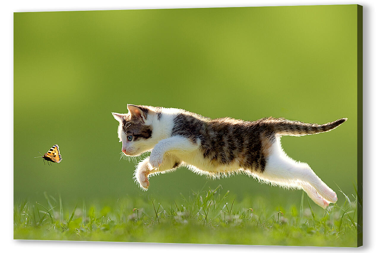 Постер (плакат) Кот прыгает за бабочкой артикул 151032