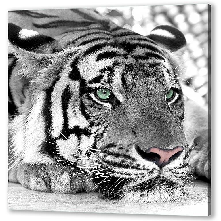 Постер (плакат) Зеленоглазый тигр артикул 20305