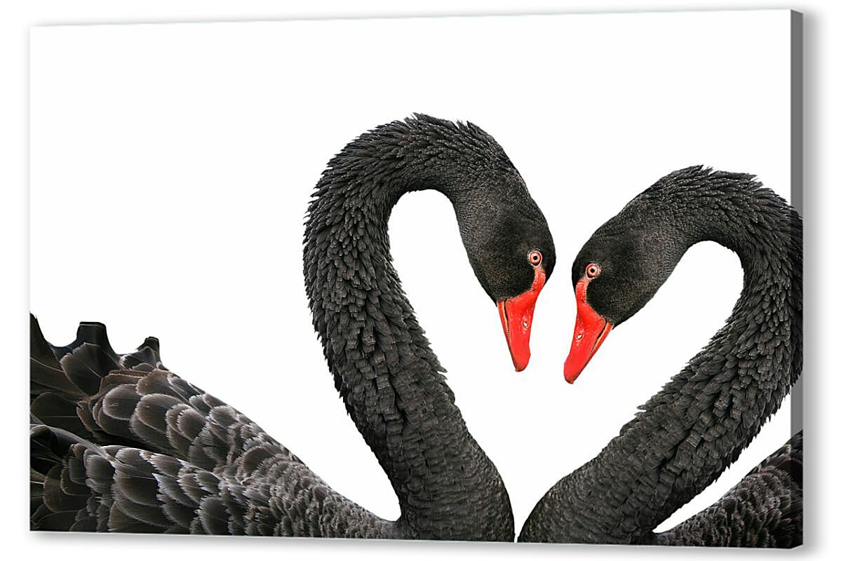 Постер (плакат) Два чёрных лебедя артикул 06838-HD