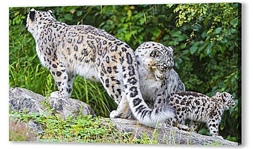 Постер leopard - Барс артикул 30079