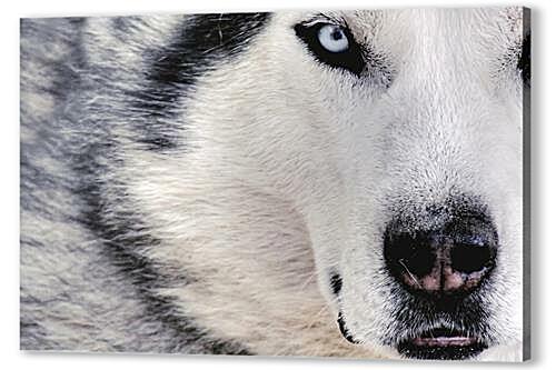 Постер (плакат) Wolf - Волк артикул 30105