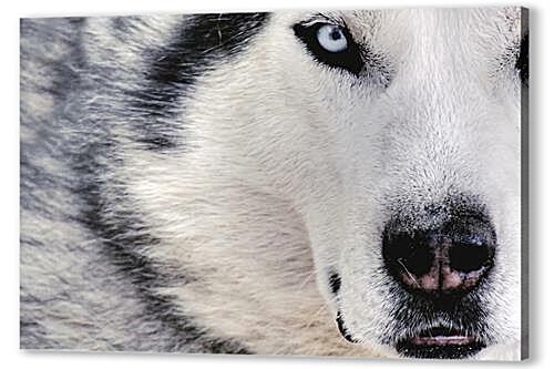 Постер Wolf - Волк артикул 30105