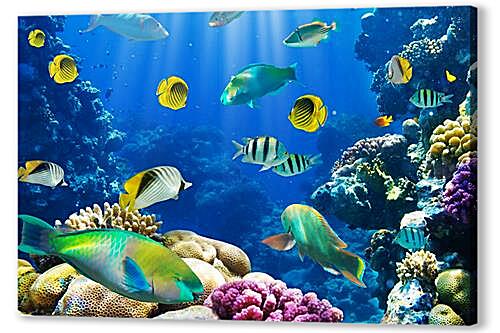 Постер (плакат) tropical fish - тропические рыбки артикул 30109