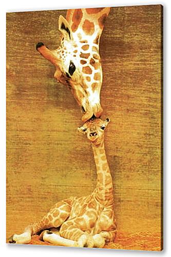 Постер (плакат) жирафы - жирафы артикул 30177