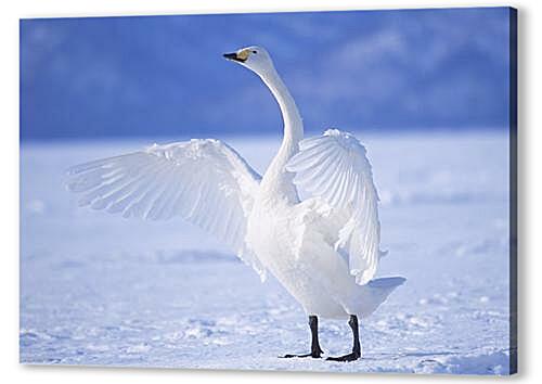 Постер (плакат) Лебедь на льду артикул 30621