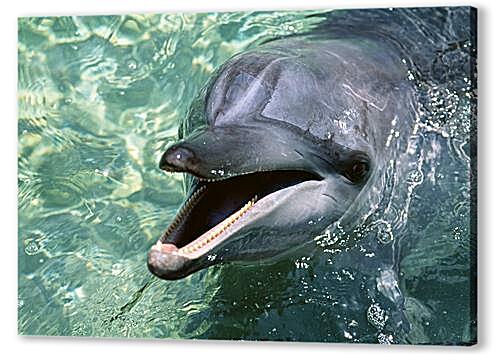 Постер (плакат) Дельфины артикул 31068