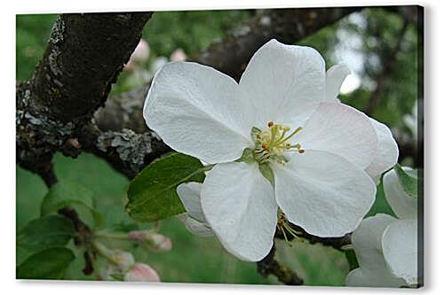 Постер apple-tree - Яблоня артикул 32254