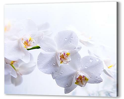 Постер (плакат) orhidei - орхидеи артикул 32257