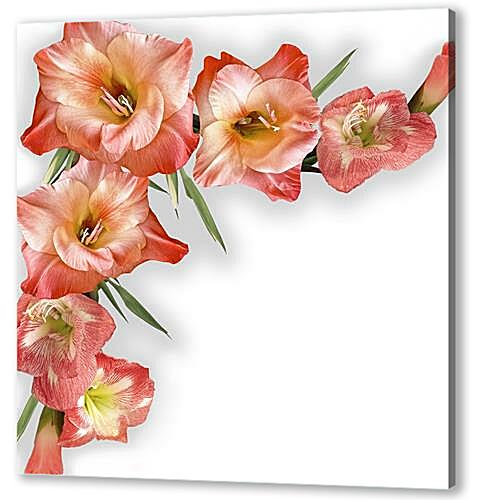Постер gladiolusy - гладиолусы артикул 32260