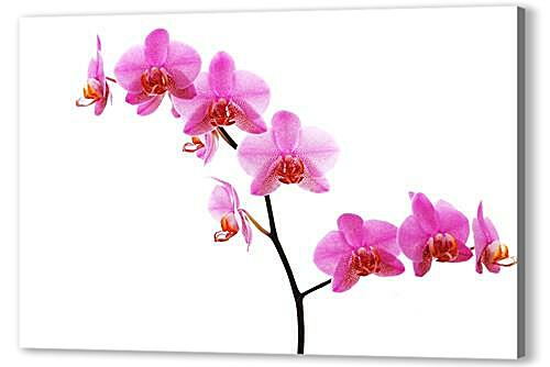 Постер (плакат) orhidei - орхидеи артикул 32261