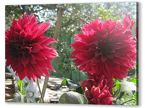 Постер Sunny dahlia - Солнечный георгин артикул 32270
