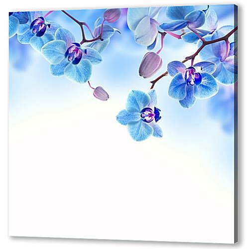 Постер (плакат) blue orchid - Синяя Орхидея артикул 32276