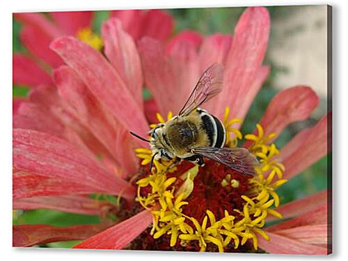 Постер bee - Пчела артикул 32306