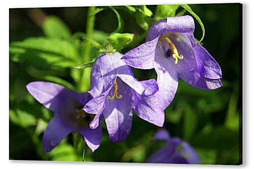 Постер bell flower - Колокольчик артикул 32313