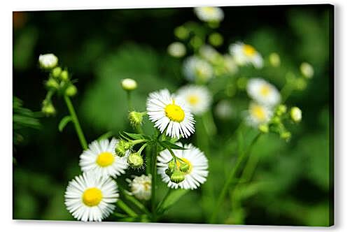 Постер Camomile - Ромашка артикул 32314