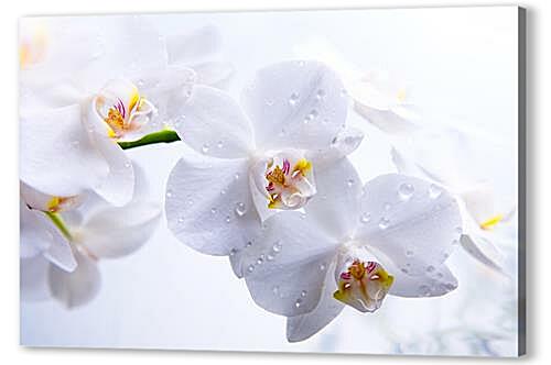 Постер Orchid - Орхидея артикул 32316
