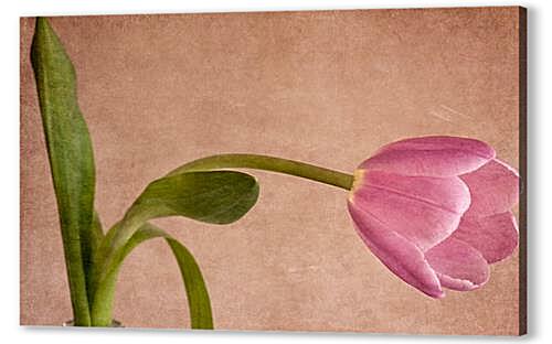 Постер (плакат) tulip - тюльпан артикул 32317