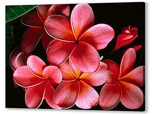 Постер Pink_Plumerias.jpg - Плюмерия артикул 32370