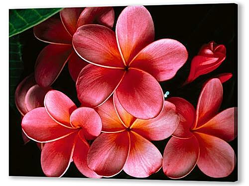 Постер (плакат) Pink_Plumerias.jpg - Плюмерия артикул 32370