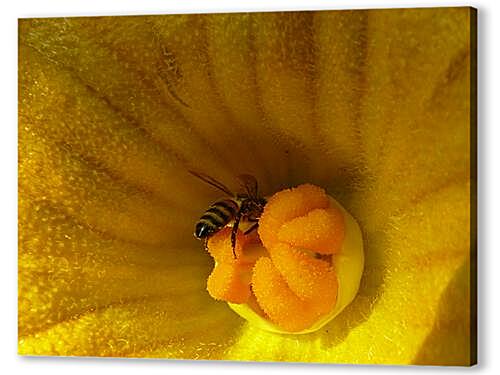 Постер (плакат) bee - Пчела артикул 32413