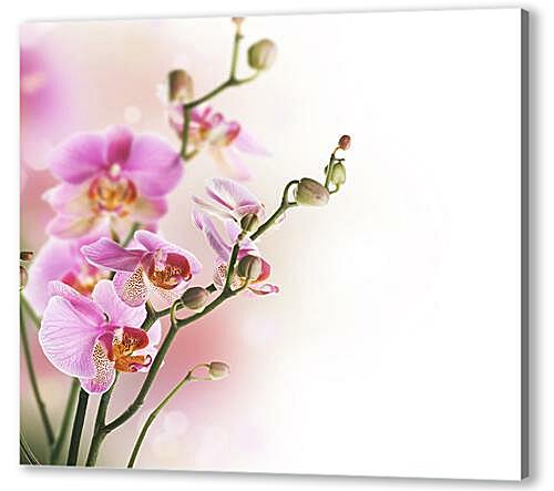 Постер (плакат) Орхидеи артикул 32455