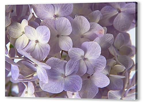 Постер Фиалки артикул 32483