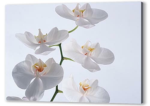 Постер (плакат) Белые орхидеи артикул 32552